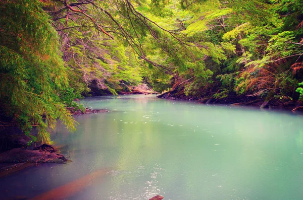 Río en bosque de montaña . — Foto de Stock