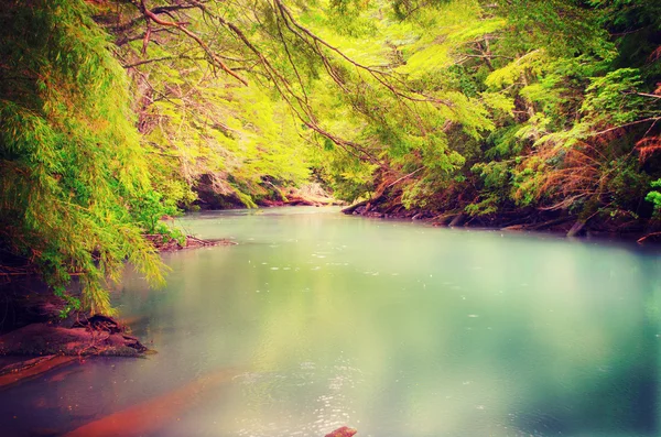 Río en bosque de montaña . — Foto de Stock