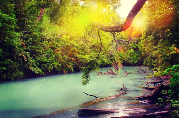 River in mountain forest. — Stock Photo, Image