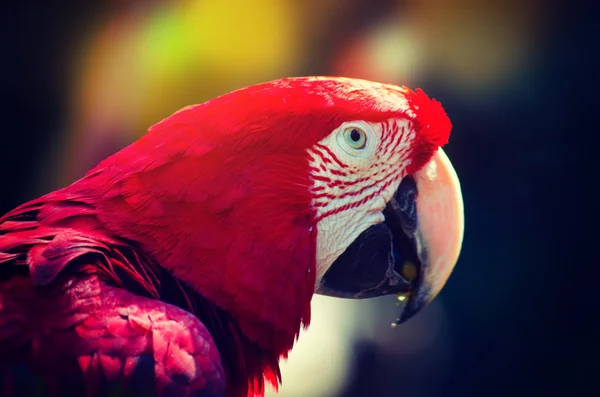 Papagaio de estimação vermelho bonito — Fotografia de Stock