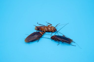 Hamamböceği mavi arkaplanda izole edildi.