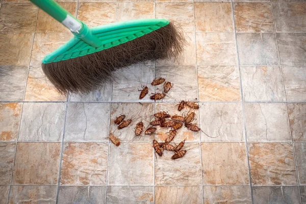 Fayans arka planında hamamböcekleri süpürüyor.