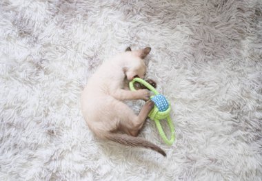 Kitten playing a toy with copy space, siamese cat.