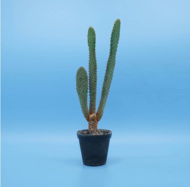 Cactus isolate on blue background.