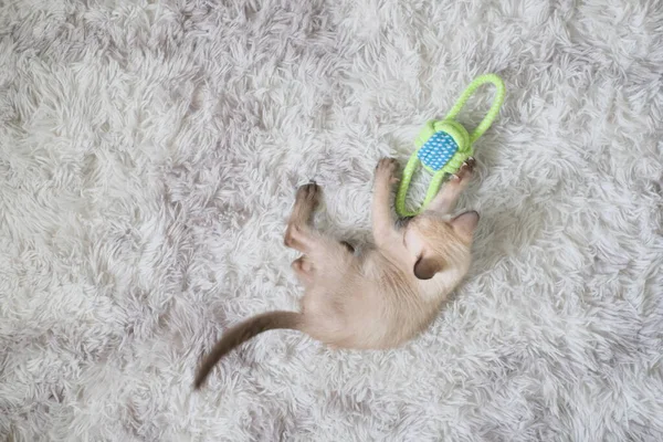 子猫はコピースペース シアメーズキャットでおもちゃを遊んでいます — ストック写真