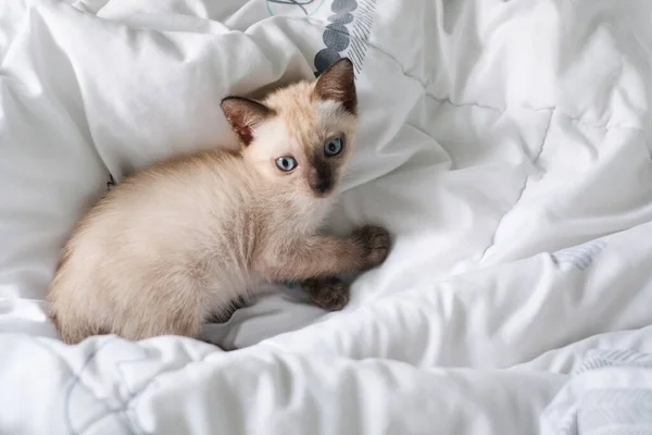 Kitten Slapen Het Bed Met Kopieerruimte Siamese Kat — Stockfoto