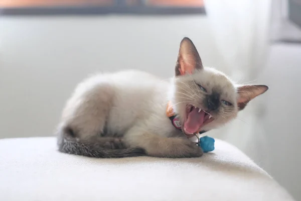 Kitten Slaperig Stoel Met Kopieerruimte Siamese Kat — Stockfoto
