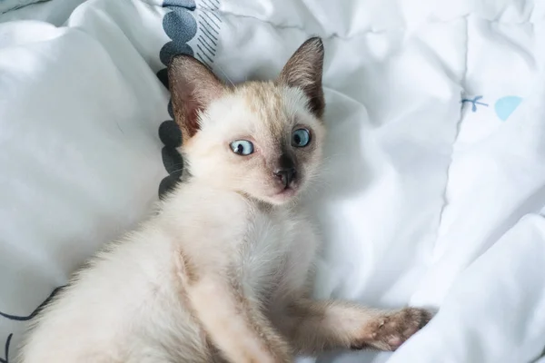 Kitten Slapen Het Bed Met Kopieerruimte Siamese Kat — Stockfoto