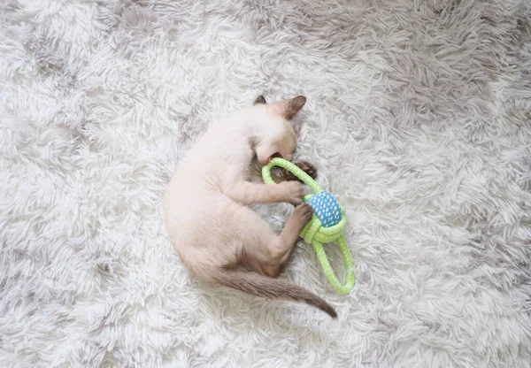 Kitten Spelen Van Een Speelgoed Met Kopieerruimte Siamese Kat — Stockfoto