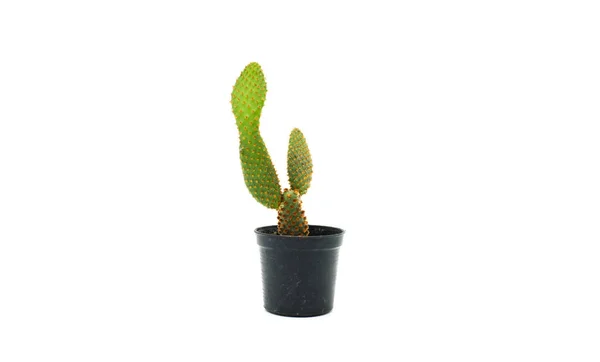 Isolat Cactus Sur Fond Blanc — Photo