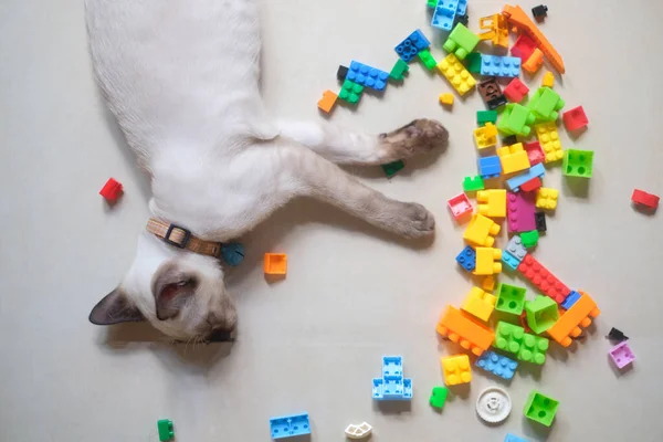 Kätzchen Schlafend Auf Weißem Boden Mit Spielzeugklötzen Draufsicht — Stockfoto