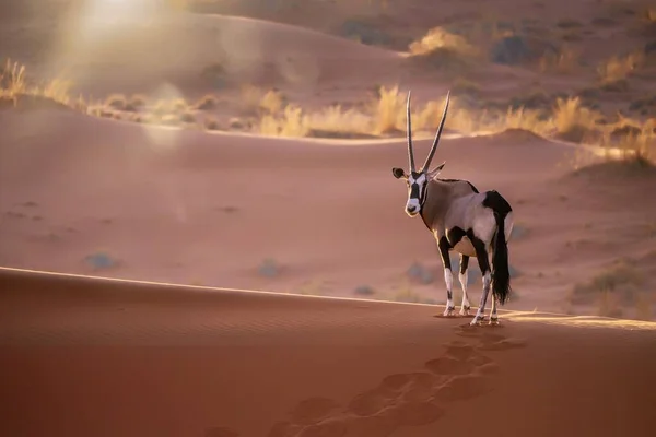 在纳米比亚纳米布沙漠的Sossusvlei 一只孤零零的羚羊 羚羊羚羊 站在沙丘山脊上 凝视着摄像机 夕阳西下的背光和镜头耀斑 — 图库照片