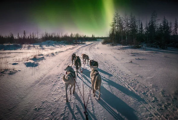 Una Squadra Sei Cani Slitta Husky Che Corrono Una Strada — Foto Stock