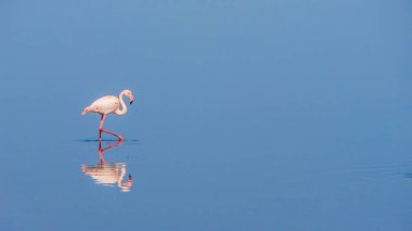 Zarif pembe bir flamingo gibi huzurlu bir sahne sakin sularda yansıması görülebiliyor. Namibya.