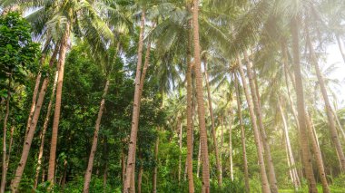 Filipinler 'de yemyeşil bir fidanlıkta Hindistan cevizi palmiye ağaçlarının alçak açılı görüntüsü. Uzun, ince şortların tırmanmak için çentikleri vardır..
