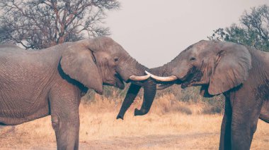 İki büyük erkek Afrika fili (Loxodonta africana) birbirleriyle kuzey Botswana 'da idman yapıyorlar..