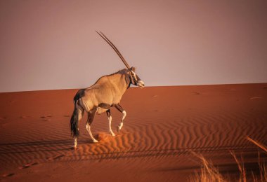 Yalnız bir antilop (antilop ceylanı) kum tepesinin tepesinde dikilip kameraya bakar, günbatımının arka ışıkları ve mercek alevi ile. Sossusvlei, Namib Çölü, Namibya.