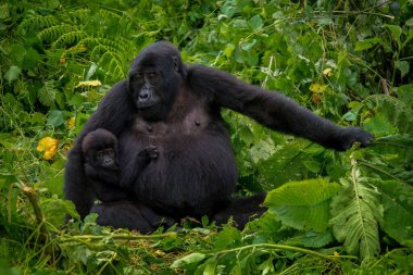 Şempanzeler ve bebekleri Afrika ormanlarında insan gibi derin derin düşüncelere dalıyorlar. Gözlerindeki ışığı yakala. Kibale Ulusal Parkı, Uganda.