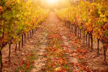 Sonbaharda bağda, parlak güneş ışığı ve altın tonlarıyla. Provence, Fransa Ekim 'de.