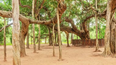 Eski bir Hint banyan ağacının (Latince - Ficus benghalensis) çok sayıda yeni gövde oluşturan havadan destek kökleri üreten güzel bir örneğidir. Auroville, Hindistan 'da halka açık bir yerde çekilmiş..