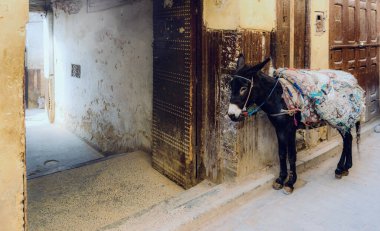 Ev yapımı sırt yastığı takan bir eşşek, Fas 'ın Fez kentindeki eski Medine' nin içinde duruyor. Klasik stil.