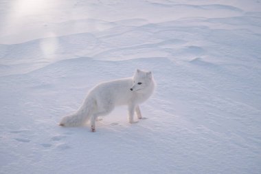 Bir kutup tilkisi (vulpes lagopus) çok soğuk bir sabah, Churchill, Manitoba, Kanada yakınlarında karın üzerinde duruyor..