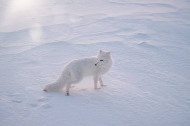 An Arctic fox (vulpes lagopus) standing in the snow on a very cold morning, near Churchill, Manitoba, Canada. clipart