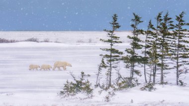Kuzey Kanada 'da kar yağışlı bir günde kış manzarası, anne kutup ayısı soğuk koşullarda iki yavrusuna yol gösteriyor. Churchill, Manitoba.