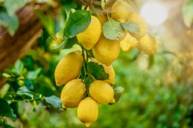 Daha düşük limonlara odaklanın (Latince - Citrus limon) sağlıklı ve taze görünen, İtalya 'da bir yaz günü güzel bir arka plan ışığıyla bir ağaca asılı duran.