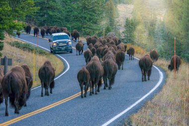 Yellowstone Ulusal Parkı, Lamar Vadisi 'ndeki bir otoyolda büyük bir bizon sürüsü geçerken bir araç durdu..