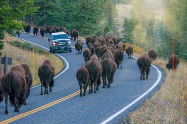 A vehicle stopped while a herd of large bison walk past it on a highway in the Lamar Valley, Yellowstone National Park. clipart