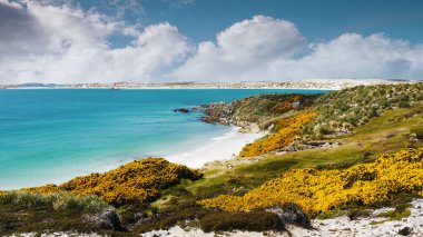View of beautiful Gypsy Cove landscape, white sand beach, turquoise water and yellow gorse, on East Falkland Island at Stanley Common. clipart
