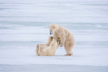 İki sevimli kutup ayısı (Ursus maritimus), Kanada, Manitoba, Churchill yakınlarındaki Hudson Körfezi 'ndeki karlı buzun üzerinde şakalaşarak etkileşim halindedir..
