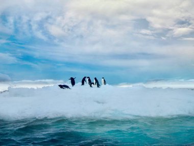Bir grup Adelie pengueni (Pygoscelis adeliae) Antarktika 'daki Weddell Denizi' nde yüzen küçük bir buzdağı üzerinde, ufukta parlayan akşam ışığı ve arka planda kabarık bulutlarla.