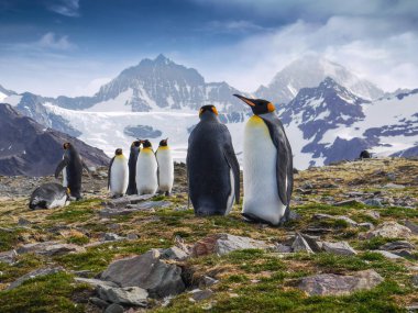 Güney Atlantik Okyanusu 'ndaki Güney Georgia Adası' nda çiftleşme mevsiminde sarp dağların zemininde dik duran bir grup kral penguen (Aptenodytes patagonicus) alçak açılı görünüm.