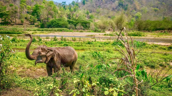 Eine Gerettete Asiatische Elefantendame Gönnt Sich Einem Großen Elefantenschutzgebiet Nordthailand — Stockfoto