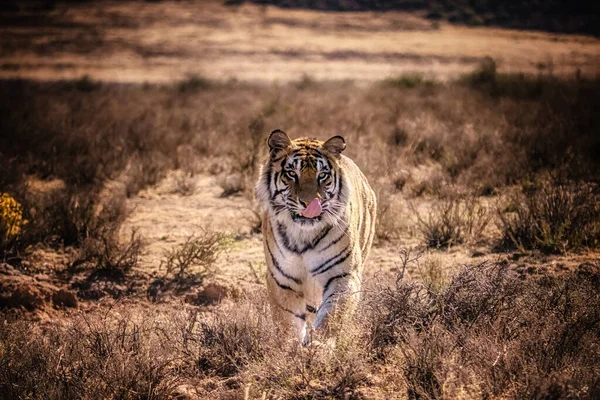 Tigre Bengala Macho Con Lengua Fuera Boca Caminando Frente Hacia —  Fotos de Stock