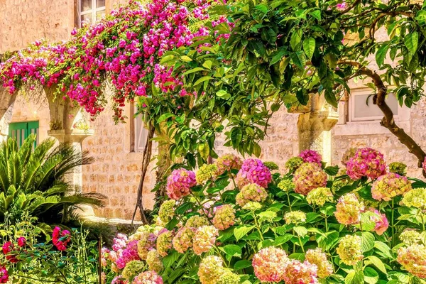 Ένα Όμορφο Λουλούδι Στον Κήπο Σκηνή Ένα Ροζ Χρώμα Θέμα — Φωτογραφία Αρχείου