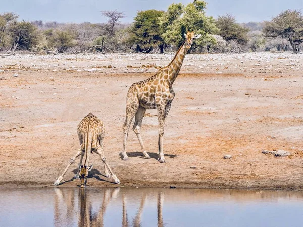 ナミビアのエトーシャ国立公園の水飲み場から飲むために足を曲げながら 母親のキリンは彼女の喉の渇きの子孫の横に立っています — ストック写真