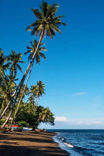 Filipinler Deki Tropikal Negros Adasında Uzun Hindistan Cevizi Palmiyeleri Olan — Stok fotoğraf