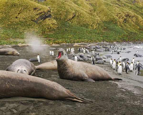 Large male southern elephant seal with prominent proboscis roars; steam comes out from his visible open mouth; king penguins walk along black sand beach in the background. South Georgia Island.