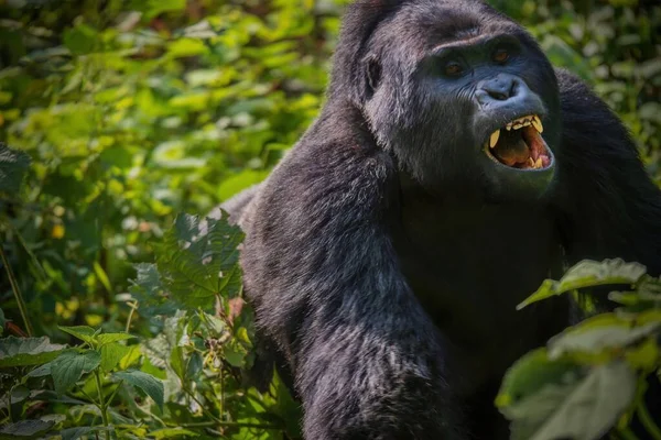 Ritka Kilátás Egy Ezüsthátú Hegyi Gorillára Aki Nyitott Szájjal Foggal — Stock Fotó