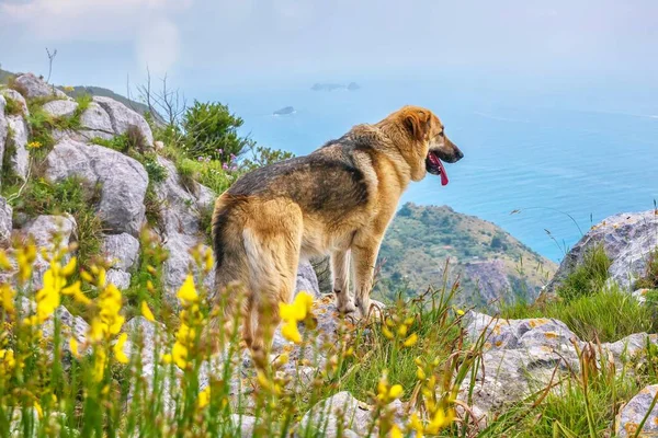 健康的で幸せな犬は イタリアのAmalfi海岸の丘をハイキングした後 海の景色を楽しんでいます — ストック写真