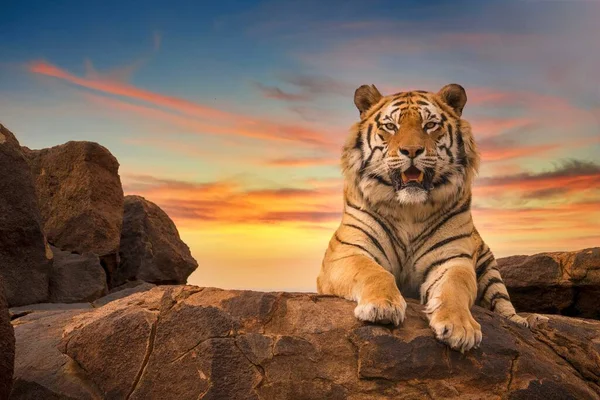 벵골호랑이 Panthera Tigris 주위에 아름다운 하늘을 배경으로 바위투성이 꼭대기에서 카메라를 — 스톡 사진