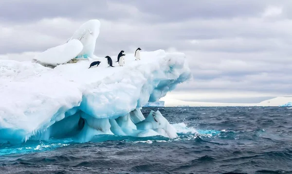 Antarktika 'da, Antarktika' nın Tabarin Yarımadası yakınlarındaki Weddell Denizi 'nin buz gibi sularında yüzen beş Adelie pengueninden oluşan bir grup..