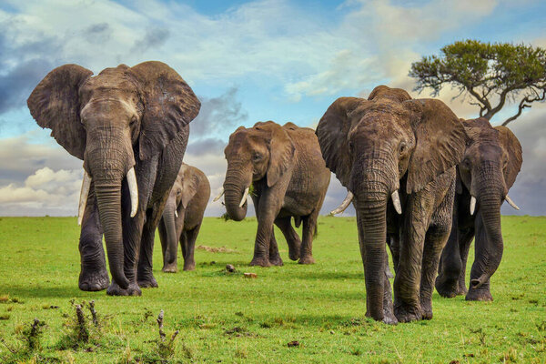 A herd of large, muddy African elephants (Loxodonta africana) with tusks, walking on a grassy plain in the Maasai Mara in Kenya.
