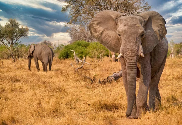 Duży Samiec Słonia Afrykańskiego Loxodonta Africana Jednym Złamanym Guzem Idzie — Zdjęcie stockowe