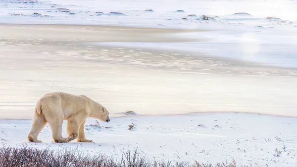 Urso Polar Solitário Caminha Neve Direção Pedaço Gelo Recém Congelado — Fotografia de Stock