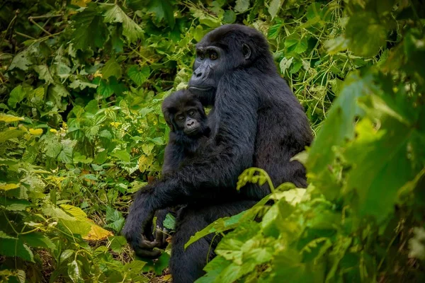 乌干达森林自然栖息地中的母亲和新生山地大猩猩的美丽肖像 — 图库照片
