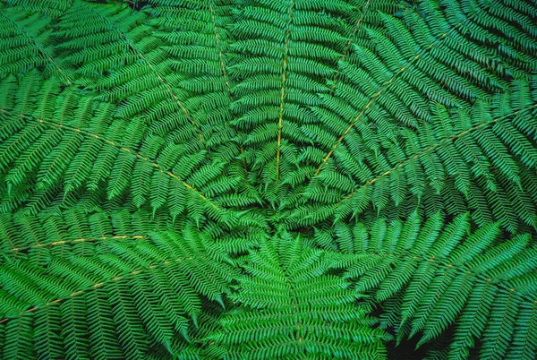 Fundo Natural Frondes Samambaia Exuberantes Verdes Saudáveis Crescendo Ilha Sul — Fotografia de Stock